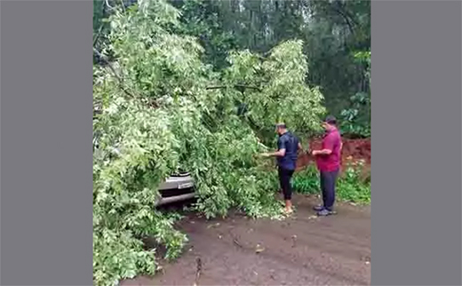 Vittal tree fall